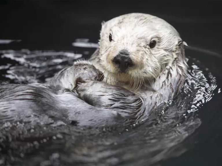 A white otter swims with its head just above the surface of water