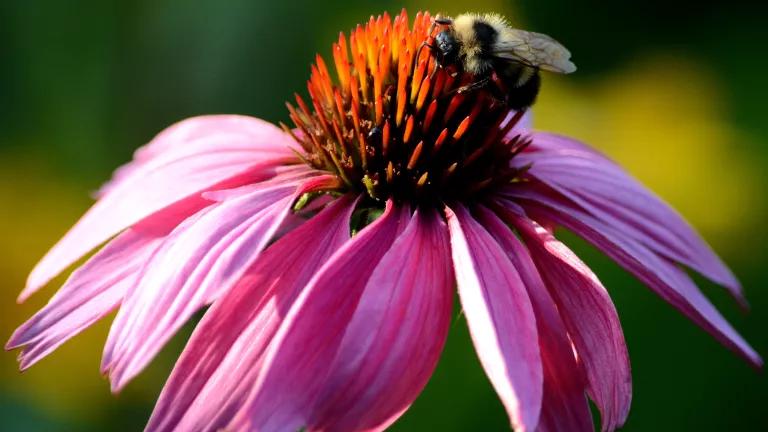 A bumble bee on a Echinacea flower (coneflower) in DeWitt, Michigan.