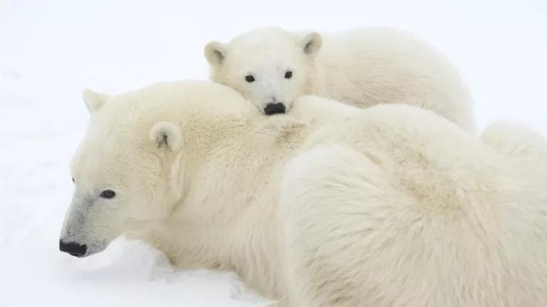 A polar bear and cub in the snow