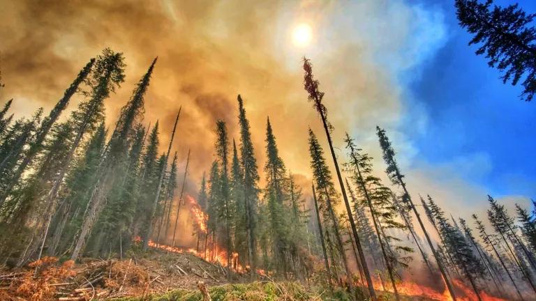 A forest fire burns through tall pine trees and covers the sun with thick orange smoke. 