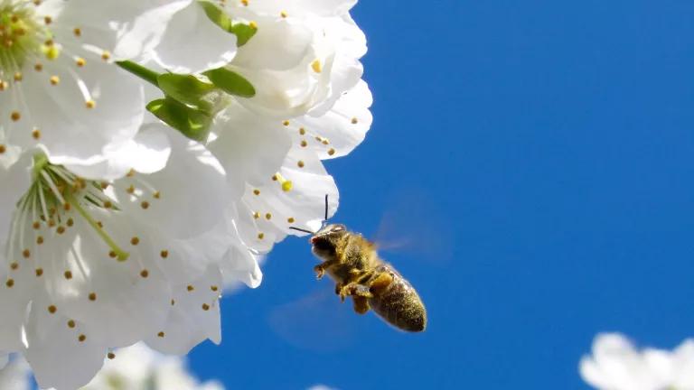 A bee flying toward a bunch of blossoms.