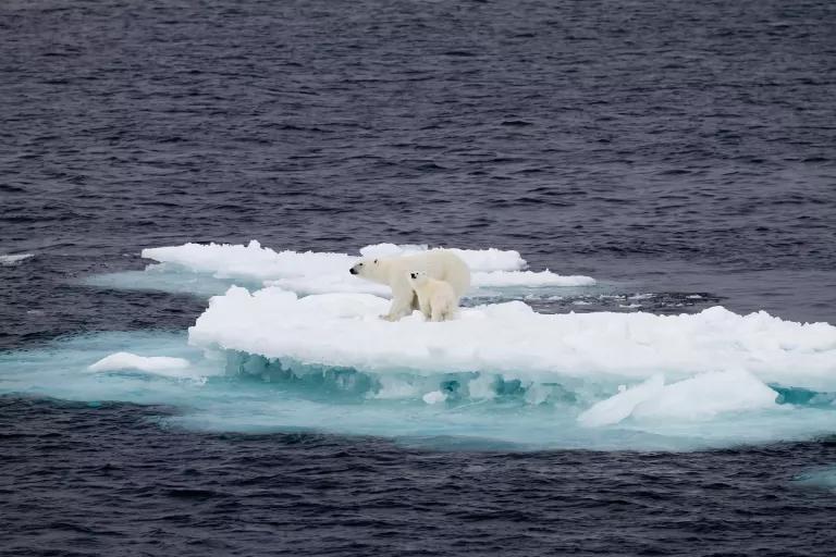 A polar bear and cub stand on a small ice floe