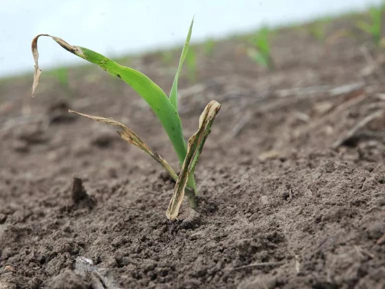 A small green and brown plant sprouting out of the soil