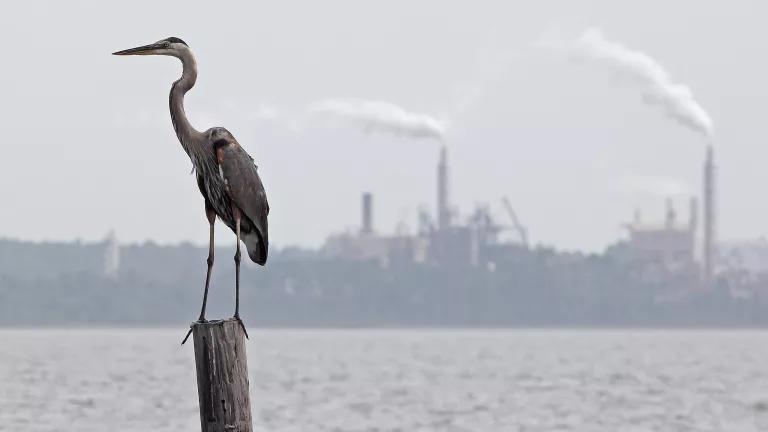 A great blue heron perches on a piling in a body of water, with an industrial plant and smokestacks visible in the background