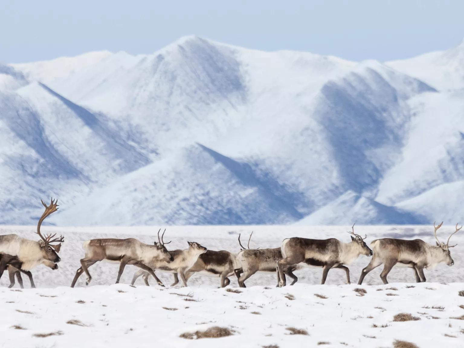 A herd of caribou walking across a snowy plain