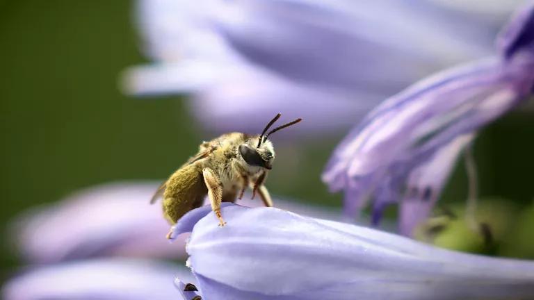A native bee resting on a flower in California.