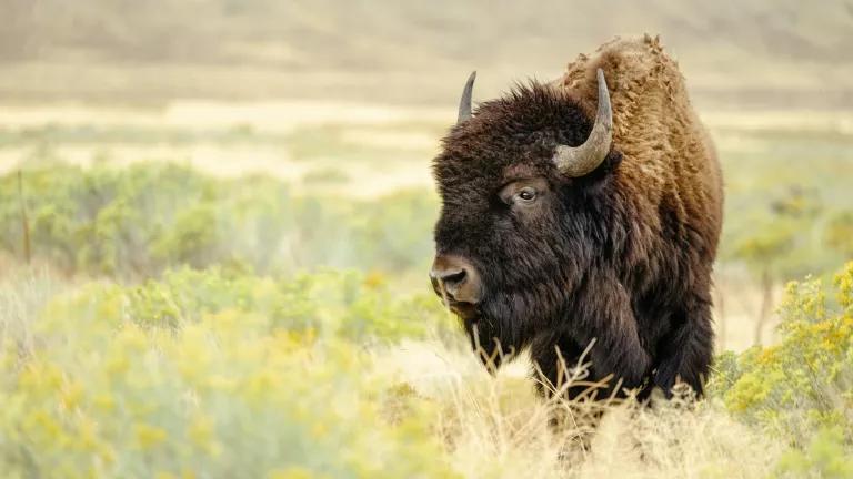 A North American Bison stands in the wild, looking into the distance
