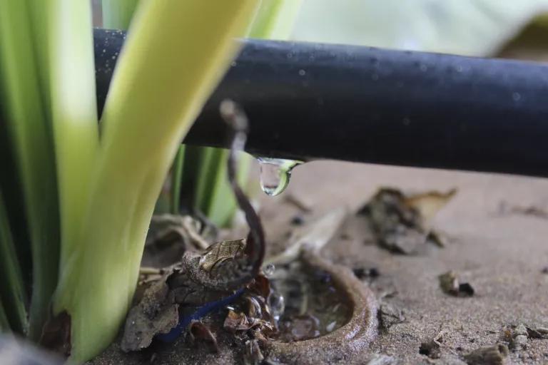 Drip Irrigation in Action