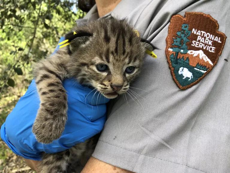 A close-up of a baby bobcat in the arms of a National Park Service ranger after the Woolsey Fire in the Santa Monica Mountains