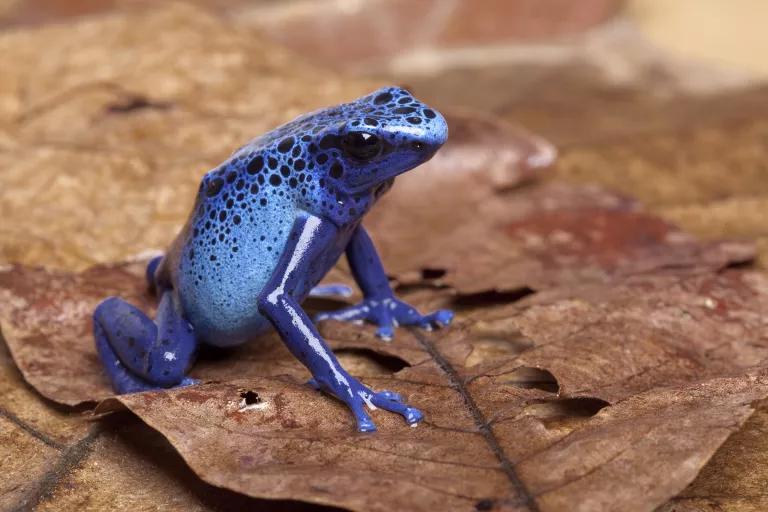 A small blue frog sits on a browb leaf.