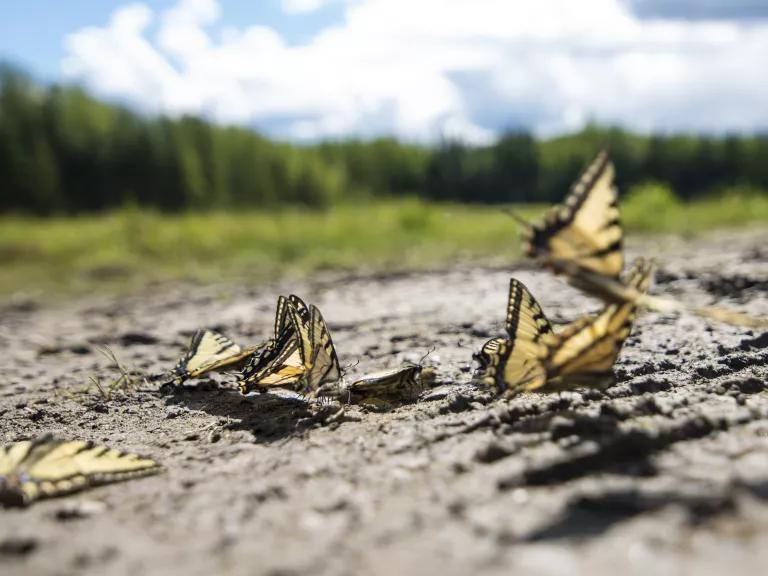 A close-up of four monarch butterflies ear the Chena River State Recreation Area in Alaska