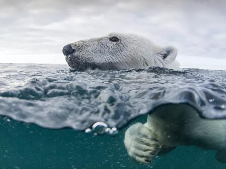 A close-up of a polar bear's head as it swims in the ocean