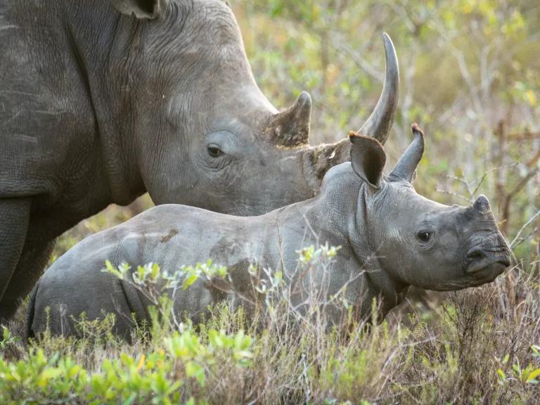 An adult white rhino and a young calf standing among light-green shrubbery at Phinda Private Game Reserve in South Africa