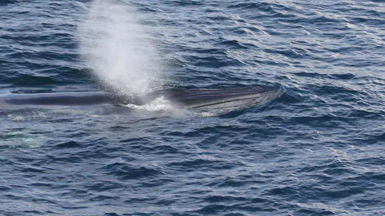 Rice's whale swimming at the surface of the ocean.