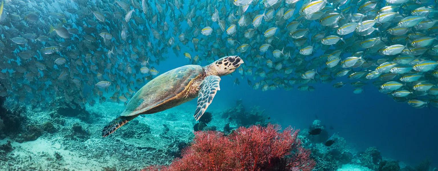 A sea turtle swimming underwater among a school of fish