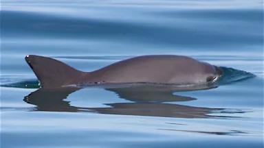 A vaquita porpoise swims along the water's surface