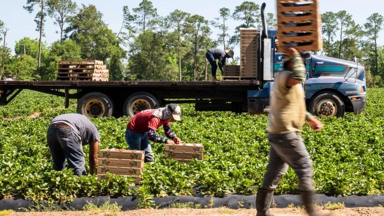 Workers picking crops and loading pallets onto a truck on a sunny day